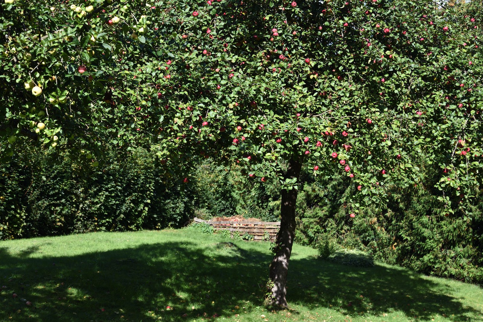 Obstbaumschnitt Baumpflege Iserlohn